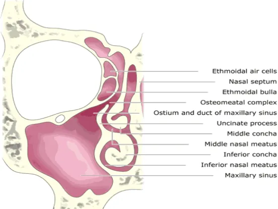 Gambar 2.4 Anatomi Kompleks Ostio-Meatal 
