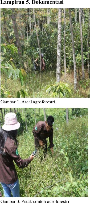 Gambar 3. Petak contoh agroforestri 