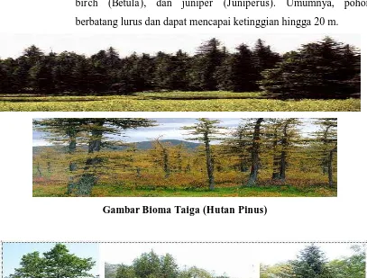 Gambar Bioma Taiga (Hutan Pinus) 