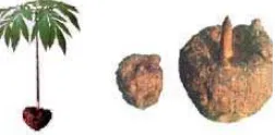 Gambar 11 .  Tanaman dan umbi Amorphophallus konjac (Jhonson 2002) 