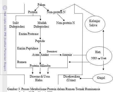 Gambar 3. Proses Metabolisme Protein dalam Rumen Ternak Ruminansia 