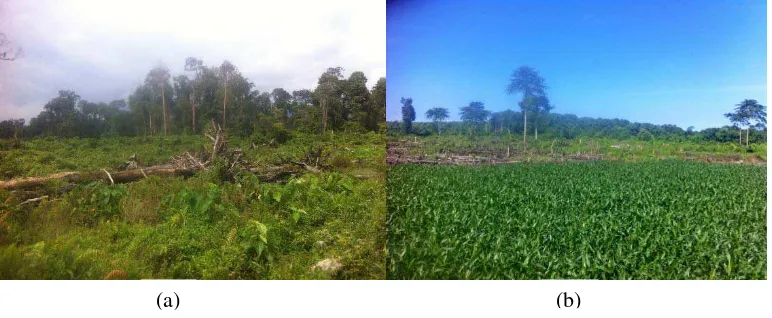 Gambar 4. (a) Keadaan lapangan yang baru dibuka menjadi lahan perkebunan;                       (b)  Keadaan lapangan perkebunan milik masyarakat