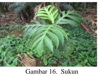 Gambar 15.  Asam glugur 