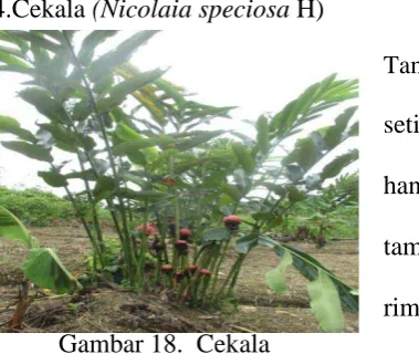 Gambar 18.  Cekala 