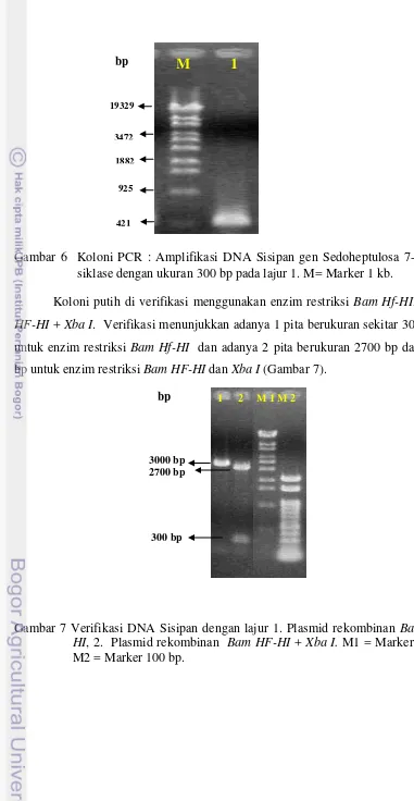 Gambar 6  Koloni PCR : Amplifikasi DNA Sisipan gen Sedoheptulosa 7-fosfat 