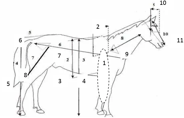 Gambar 2. Bagan Gambar atau Skema Kuda yang Diamati 