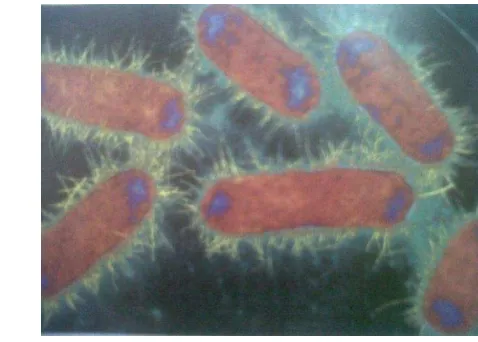 Gambar 5. Escherichia coli (Cowan dan Talaro, 2009) 