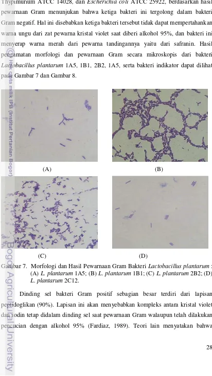 Gambar 7.  Morfologi dan Hasil Pewarnaan Gram Bakteri Lactobacillus plantarum : 