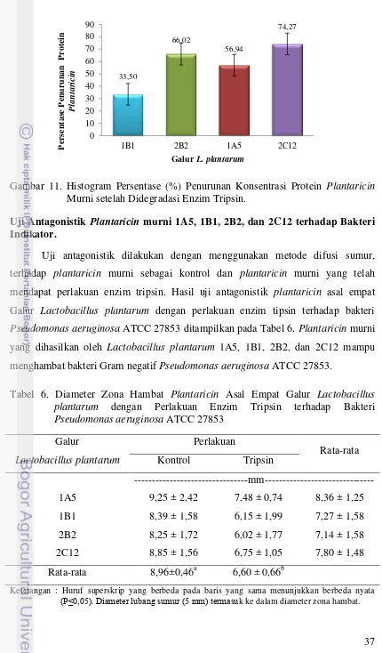 Gambar 11. Histogram Persentase (%) Penurunan Konsentrasi Protein Plantaricin 