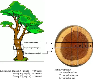 Gambar 1. Pembagian Batang Pohon 