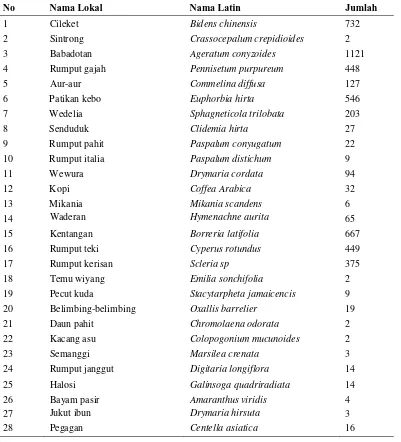 Tabel 2. Jenis Tumbuhan Bawah Pada Tegakan Pinus. No Nama Lokal Nama Latin 