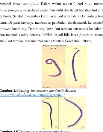Gambar 2.4 Cacing Ancylostoma duodenale dewasa (http://www.An.American.FamilyPhysician.) 