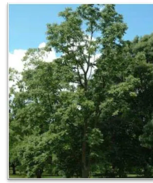 Gambar 1  Pohon Surian (sumber: http://apps.kew.org). 