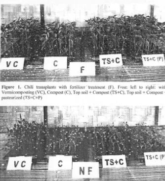 Figure 1. Chili transplants with fertilizer - treatment (F). Fron: left to right: with 