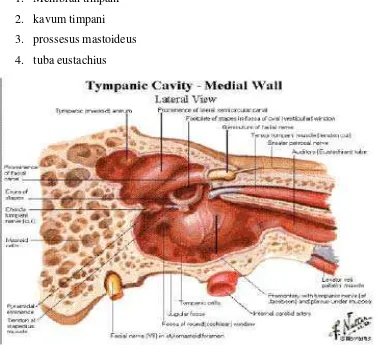 Gambar 2.1 Anatomi Telinga Tengah 