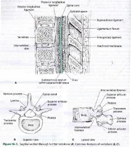 Gambar 2.5 Potongan sagital vertebra lumbal 