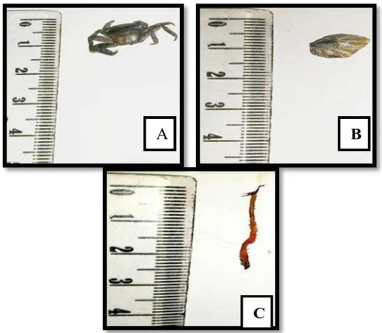 Gambar 7.  Makrobentos yang ditemukan di dalam kantong serasah daun  C. tagal Kepiting (A), siput (B),  dan cacing (C)