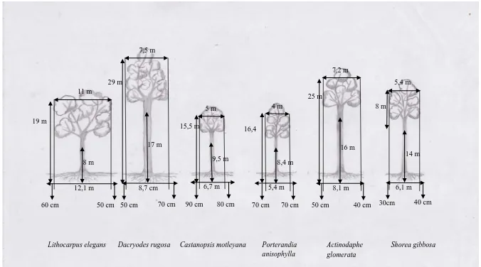 Gambar 3. Sketsa Pohon Lithocarpus elegans, Dacreyodes rugosa, Castanopsis motleyana, Porterandia anisophylla, Actinodaphe glomerata, Shorea gibbosa