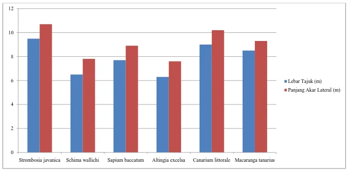 Gambar 4. Grafik perbandingan Lebar Tajuk dan Panjang Akar Lateral pada Pohon Strombosia javanica, Schima wallichi, Sapium baccatum, Altingia excelsa, Canarium littorale, Macaranga tanarius.