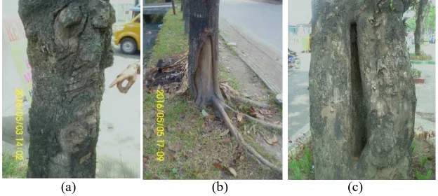 Gambar 7. Tipe kerusakan kanker pada (a) Polyalthia longifolia, (b) Swietenia mahagonidan (c) Pterocarpus indicus 