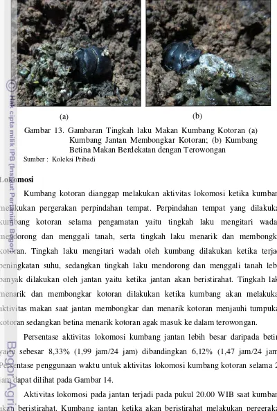 Gambar 13. Gambaran Tingkah laku Makan Kumbang Kotoran (a) 