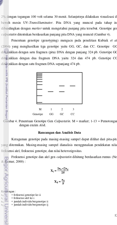 Gambar 4. Penentuan Genotipe Gen Calpastatin. M = marker; 1-13 = Pemotongan 