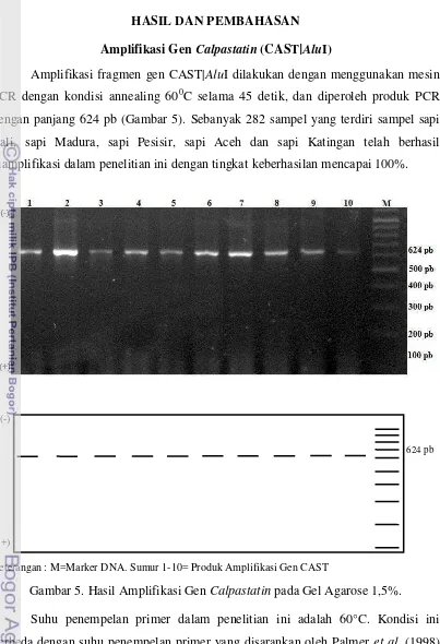 Gambar 5. Hasil Amplifikasi Gen Calpastatin pada Gel Agarose 1,5%.  