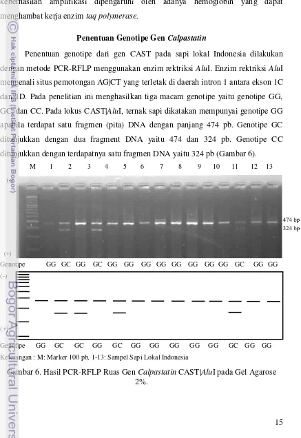 Gambar 6. Hasil PCR-RFLP Ruas Gen Calpastatin CAST|AluI pada Gel Agarose 