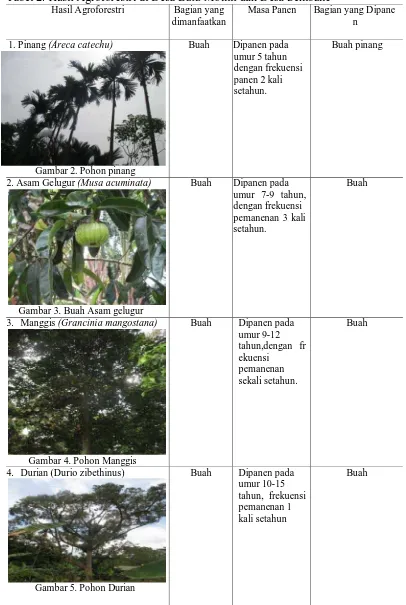 Tabel 2. Hasil Agroforestri di Desa Batu Mbilin dan Desa Sembahe Hasil Agroforestri Bagian yang Masa Panen Bagian yang Dipane