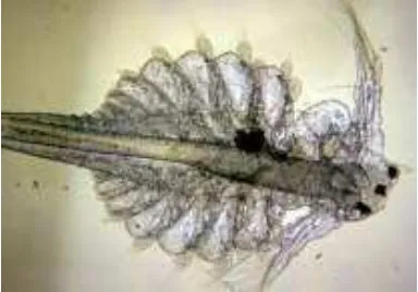 Gambar 1. Artemia franciscana umur 14 hari dengan perbesaran 10X 