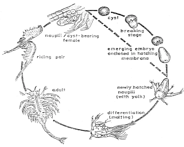Gambar 2. Siklus Hidup Artemia franciscana 