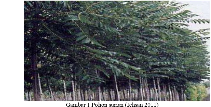 Gambar 1 Pohon surian (Ichsan 2011) 