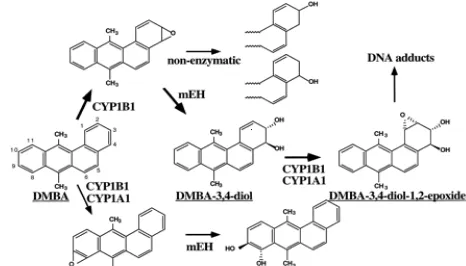 Gambar 2 Metabolit aktif dari DMBA. (Smith et al 2000) 