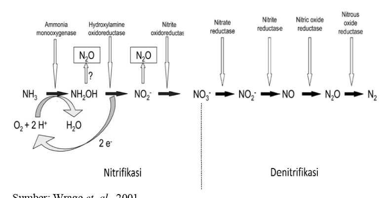 Gambar 1. PrGroses pembeentukan gas ddinitrogen okksida (N2O) 