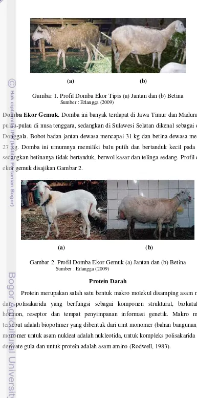 Gambar 2. Profil Domba Ekor Gemuk (a) Jantan dan (b) Betina  