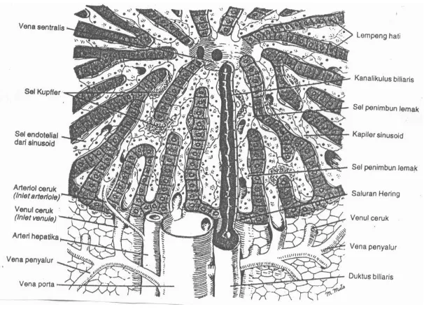 Gambar 2. Struktur mikroanatomi Hepar (Junqueira dan Carneiro, 1998).