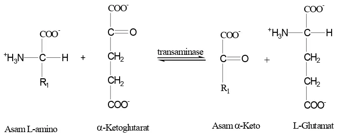 Gambar 4. Mekanisme katabolisme asam amino (Murray et al., 1999).
