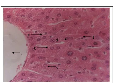 Gambar 8. Struktur mikroanatomi hepar mencit setelah pemberian larutan  CMC 1%.Perbesaran: 400 xPewarnaan: HEKeterangan:  a