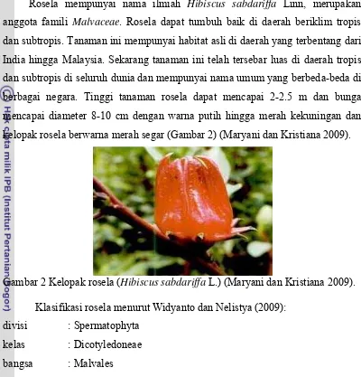 Gambar 2 Kelopak rosela ( Hibiscus sabdariffa L.) (Maryani dan Kristiana 2009). 