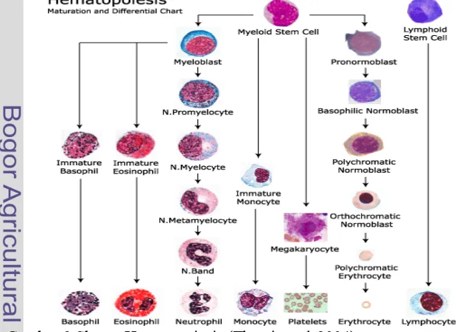 Gambar 3 Skema Hematopoiesis (Themi et al. 2004) 