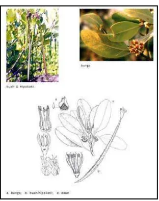 Gambar 1. Morfologi Tengar (Ceriops tagal) 