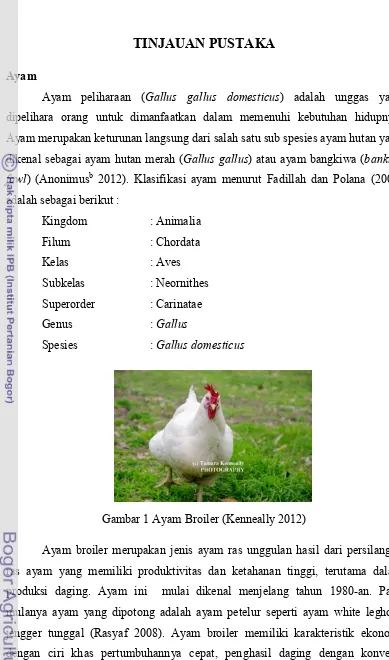 Gambar 1 Ayam Broiler (Kenneally 2012) 