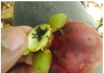 Gambar 4. Hama semut pada bagian bawah mahkota buah 