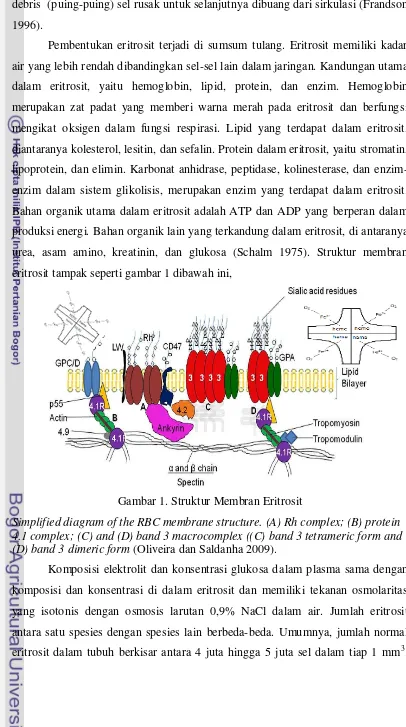 Gambar 1. Struktur Membran Eritrosit 