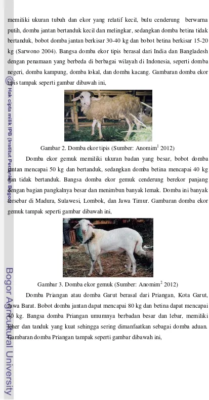 Gambar 2. Domba ekor tipis (Sumber: Anomim1 2012) 