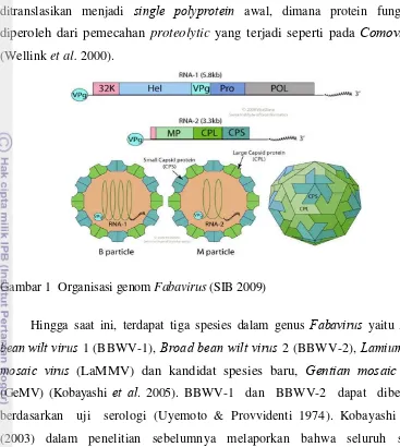 Gambar 1  Organisasi genom Fabavirus (SIB 2009) 