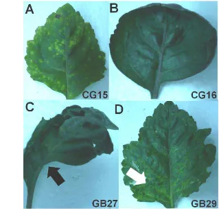 Gambar 3  Variasi gejala yang berasosiasi dengan infeksi Fabavirus pada tanaman 
