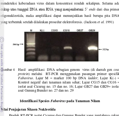 Gambar 4  Hasil  amplifikasi  DNA sebagian genom  virus (di daerah gen coat 