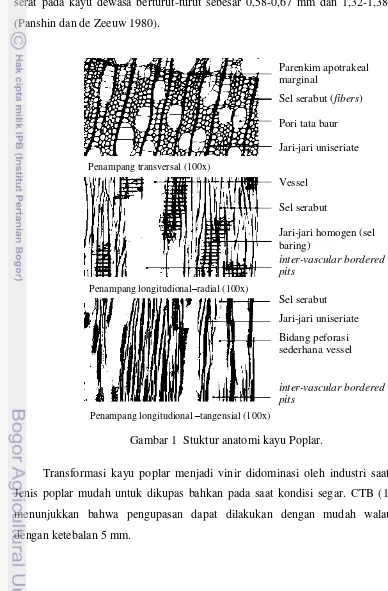 Gambar 1  Stuktur anatomi kayu Poplar. 