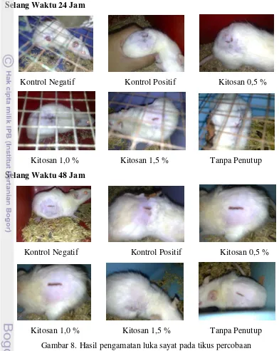 Gambar 8. Hasil pengamatan luka sayat pada tikus percobaan 